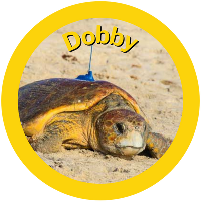  Dobby A HAY! Straws Adopted Sea Turtle