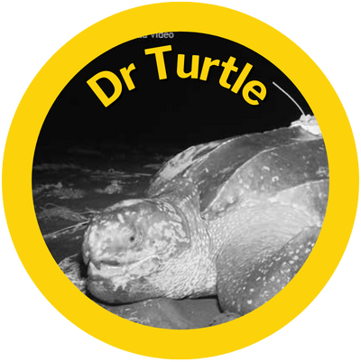 Dr Turtle A HAY! Straws Adopted Sea Turtle