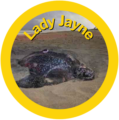  Lady Jayne A HAY! Straws Adopted Sea Turtle