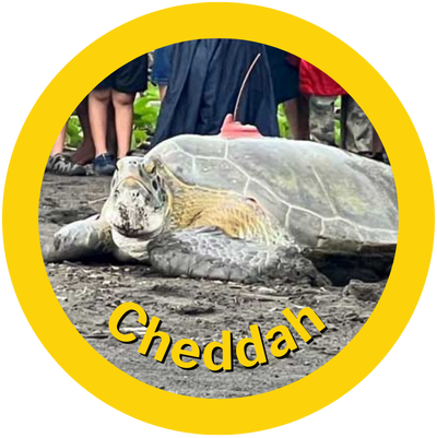 Cheddah A HAY! Straws Adopted Sea Turtle