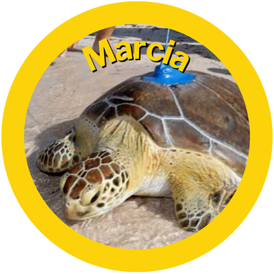 Marcia A HAY! Straws Adopted Sea Turtle