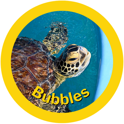 Bubbles  A HAY! Straws Adopted Sea Turtle