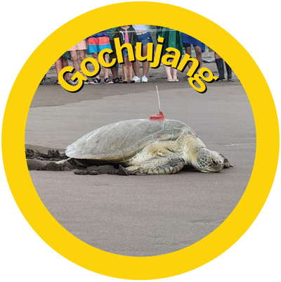 Gochujang September 2024, HAY! Straws adopted Sea turtle