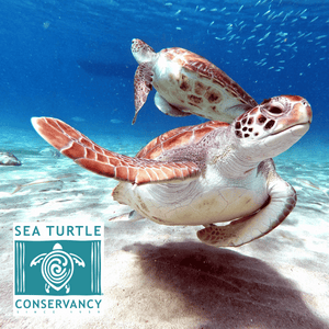 The Sea Turtle Conservatory logo with two sea turtles in the background, HAY! Straws website