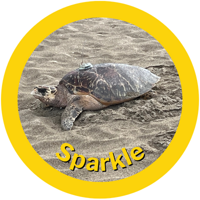 Sparkle a Hawksbill Sea Turtle